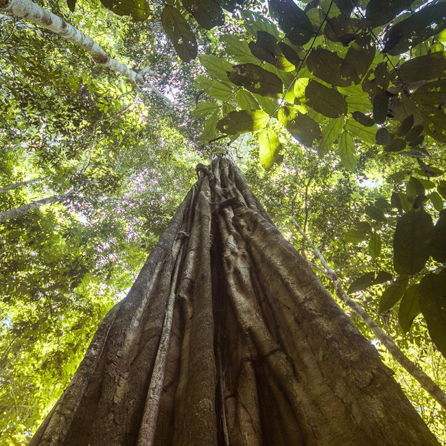 large tree in forest at cristalino lodge