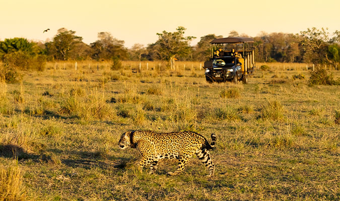 Jaguar safari in Pantanal